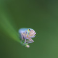 Portrait de Les_Insectes_de_Chloé